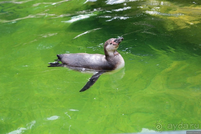 Галопом по Вене -2.  Сентябрь 2014.