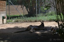 В Барселонском зоопарке можно провести пару дней!)))