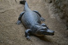 В Барселонском зоопарке можно провести пару дней!)))