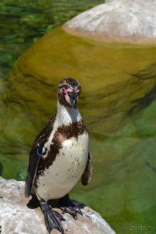 В Барселонском зоопарке можно провести пару дней!)))