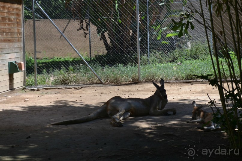 В Барселонском зоопарке можно провести пару дней!)))