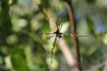 Отзыв о нашем отдыхе в Доминикане!