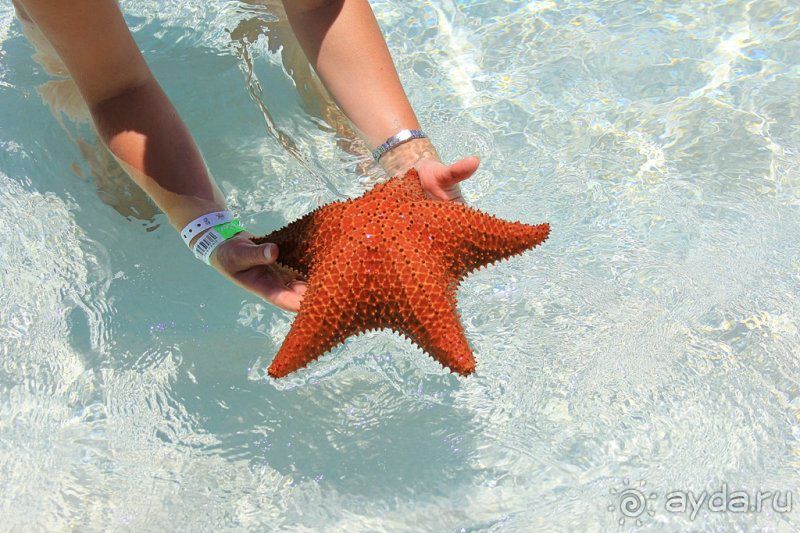 Отзыв о нашем отдыхе в Доминикане!