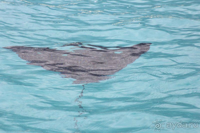 Отзыв о нашем отдыхе в Доминикане!