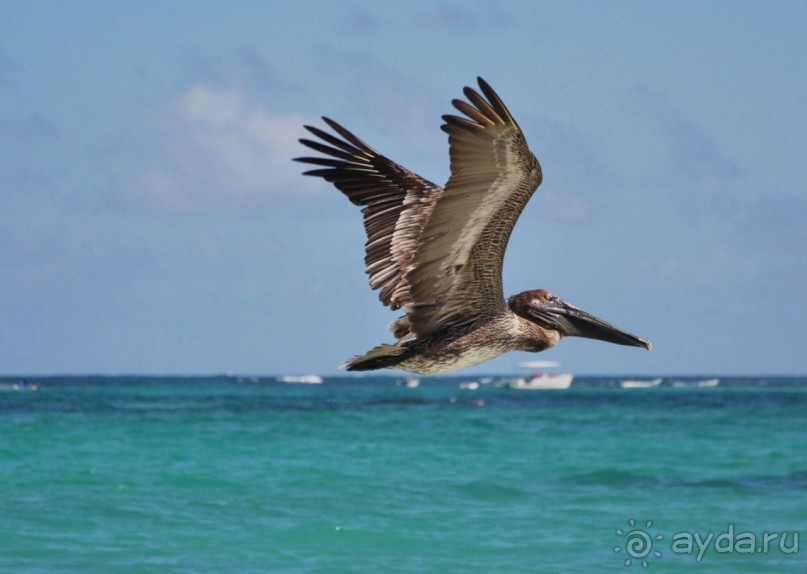 Отзыв о нашем отдыхе в Доминикане!