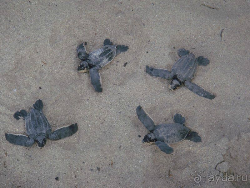 Отзыв о нашем отдыхе в Доминикане!