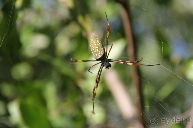 Отзыв о нашем отдыхе в Доминикане!