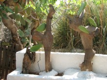 Этнографический музей под открытым небом