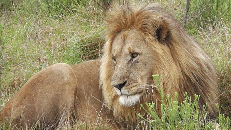 красавец лёвушка отдыхает