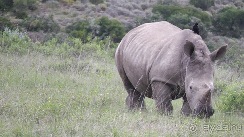 белый носорог