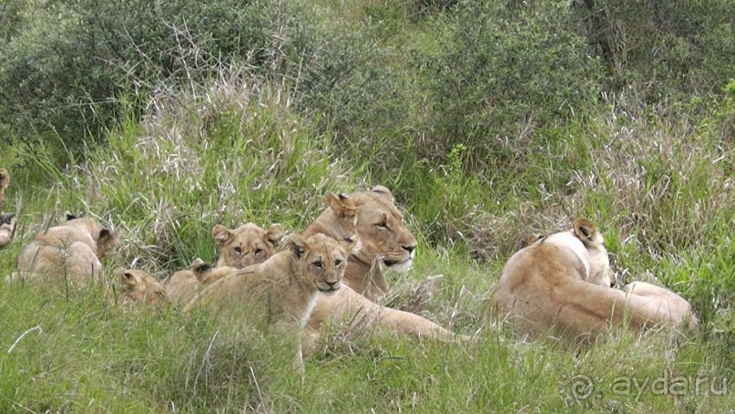 Сафари в ЮАР