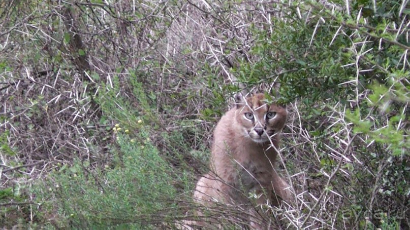 это каракал, по нашему рысь, очень редко удается вот так  его сфоткать