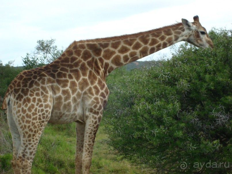 у этого жирафа львы отгрызли кончик хвоста с кисточкой