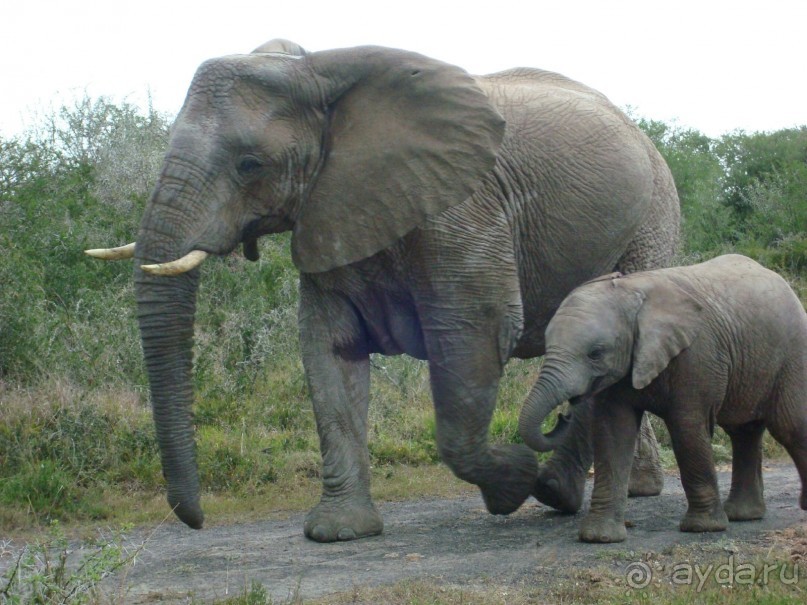 упитанные слоны