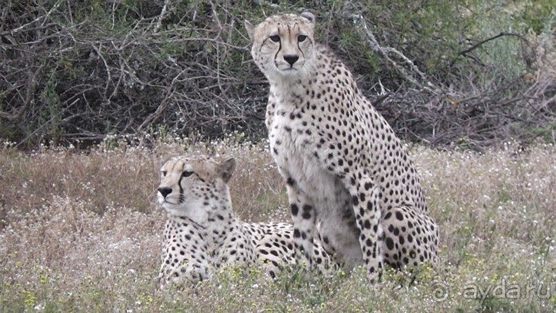 гепарды
