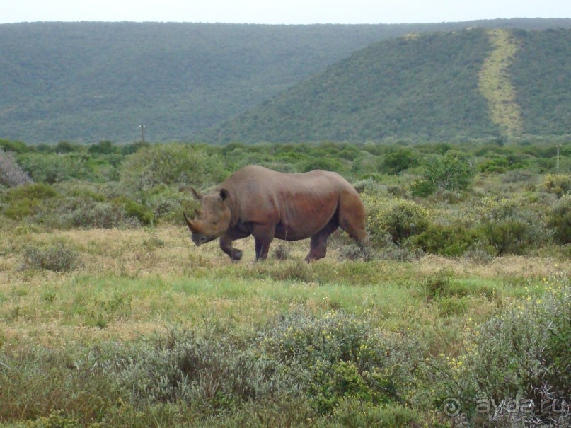 черный носорог
