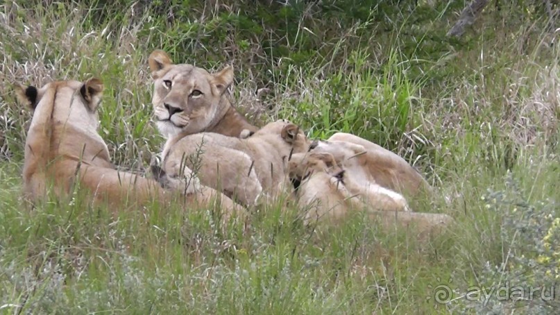 прайд отдыхает