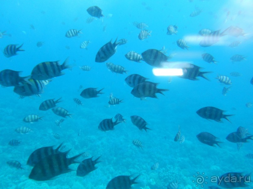 Без фанатизма и блеска, все скромно