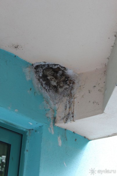 фото The Little Nell