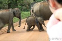 Ланкийская свадьба или остров Цейлон, каким его увидели мы. Часть первая. Шри- Ланка нашими глазами.