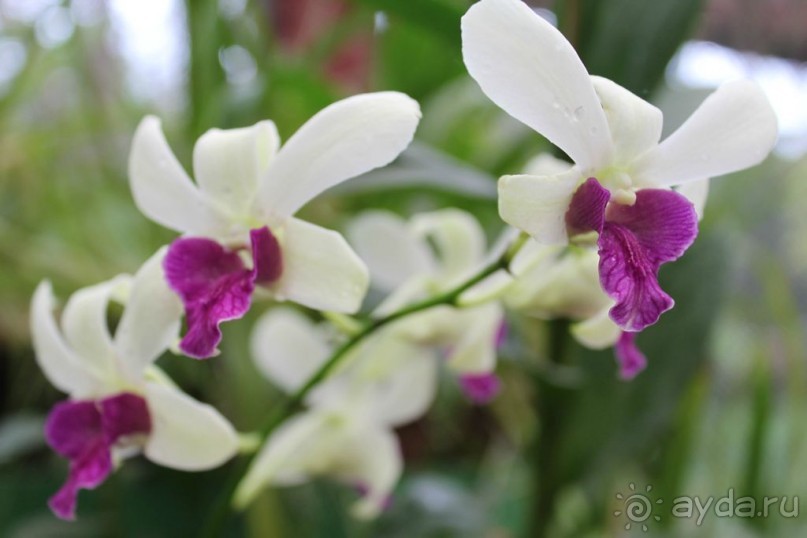 Ланкийская свадьба или остров Цейлон, каким его увидели мы. Часть первая. Шри- Ланка нашими глазами.