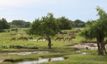 Ланкийская свадьба или остров Цейлон, каким его увидели мы. Часть первая. Шри- Ланка нашими глазами.