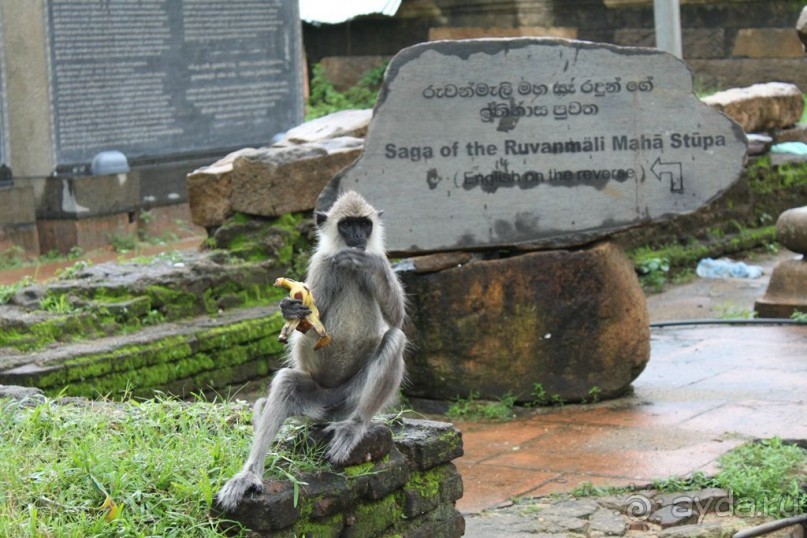 Ланкийская свадьба или остров Цейлон, каким его увидели мы. Часть первая. Шри- Ланка нашими глазами.