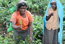 Ланкийская свадьба или остров Цейлон, каким его увидели мы. Часть первая. Шри- Ланка нашими глазами.