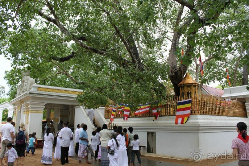 Ланкийская свадьба или остров Цейлон, каким его увидели мы. Часть первая. Шри- Ланка нашими глазами.
