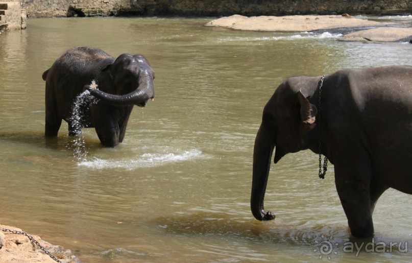 Ланкийская свадьба или остров Цейлон, каким его увидели мы. Часть первая. Шри- Ланка нашими глазами.