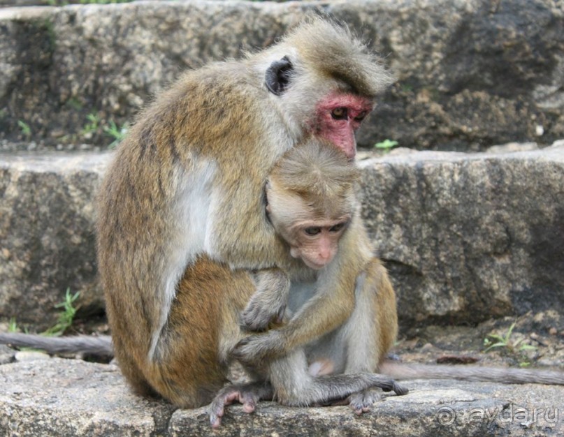 Ланкийская свадьба или остров Цейлон, каким его увидели мы. Часть первая. Шри- Ланка нашими глазами.