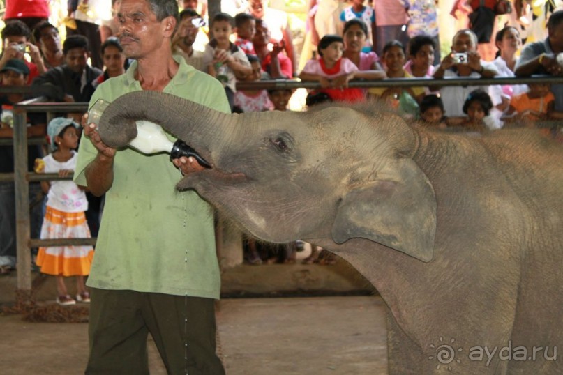 Ланкийская свадьба или остров Цейлон, каким его увидели мы. Часть первая. Шри- Ланка нашими глазами.