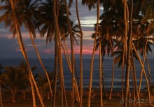 Ланкийская свадьба или остров Цейлон, каким его увидели мы. Часть вторая. Свадьба на Шри- Ланке