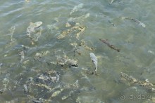 Замок заката на берегу цветов апельсинового дерева.