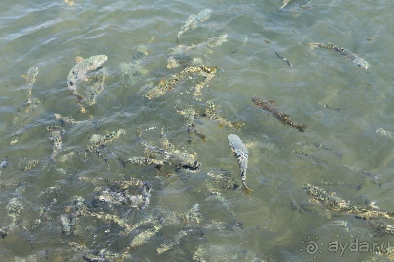 Замок заката на берегу цветов апельсинового дерева.
