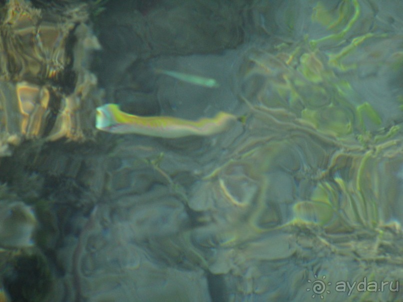 фото El Samaka Komfort