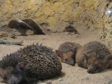 фото Sunny Days El Palacio Resort