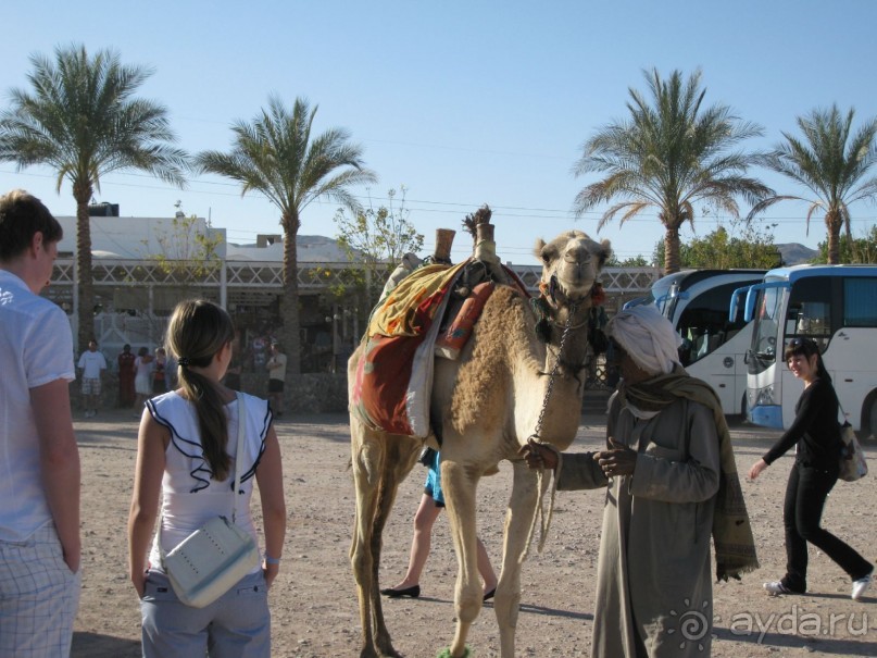 фото Sunny Days El Palacio Resort