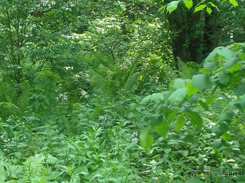 девственные леса