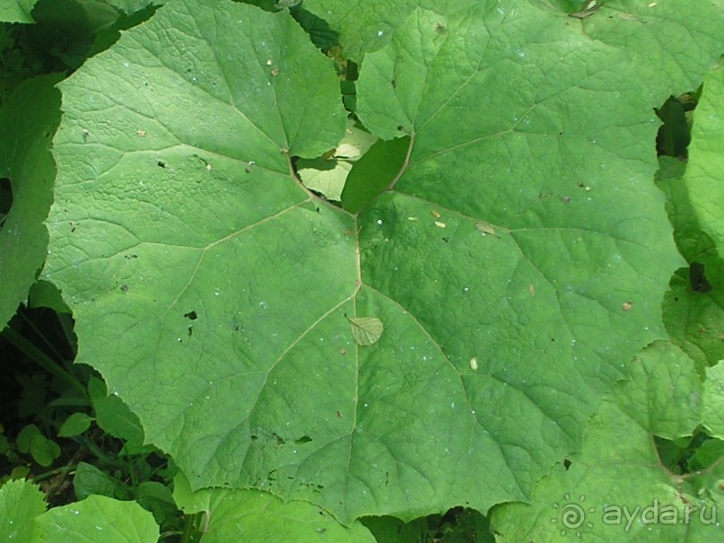 лист мать и мачехи