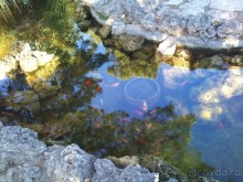 Очень даже хорошо