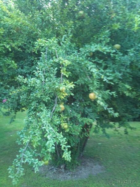 Очень даже хорошо