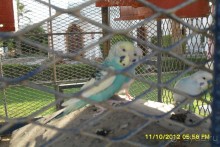 фото Al Mashrabiya