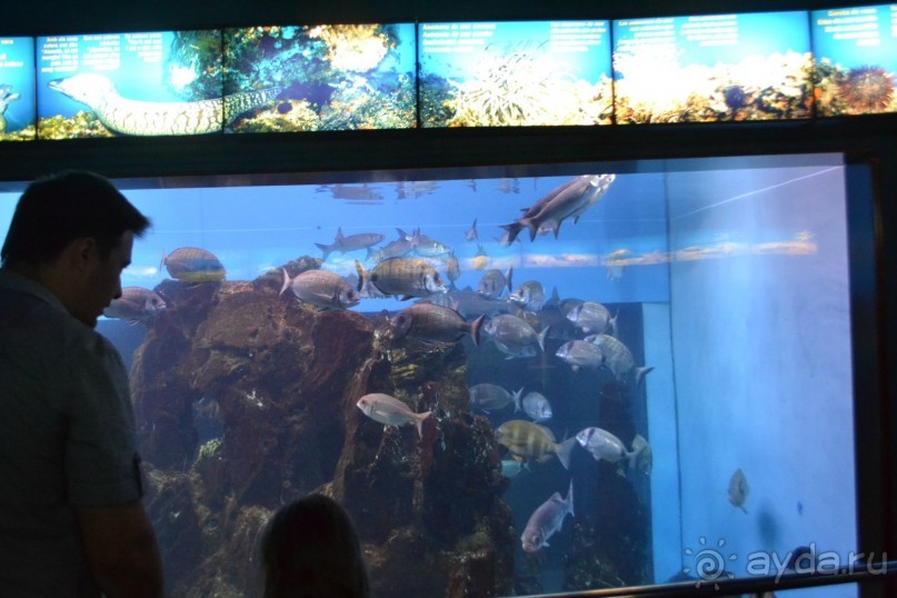 Испания...а так же Франция и Германия понемногу