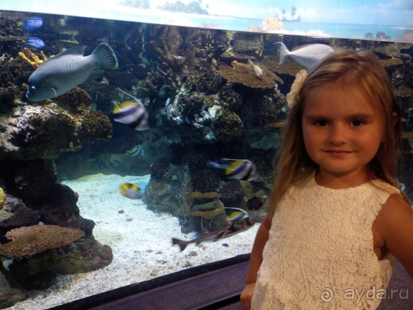 Барса, аквариум