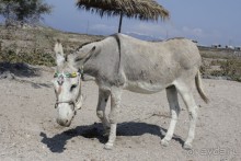 Критские вечера