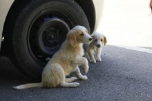 Критские вечера