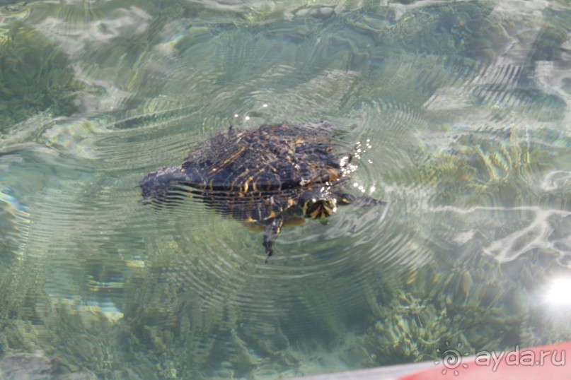 Критские вечера