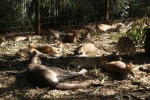 Австралия! Хочется повторить!! (место действия - Сидней)