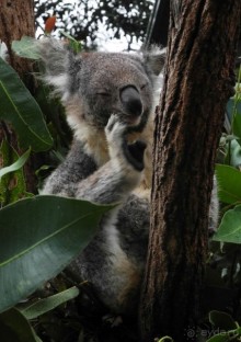 Австралия! Хочется повторить!! (место действия - Сидней)
